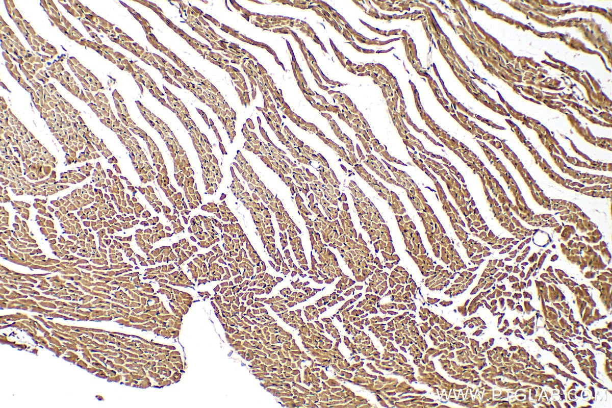 Immunohistochemistry (IHC) staining of mouse heart tissue using JMJD6 Polyclonal antibody (16476-1-AP)