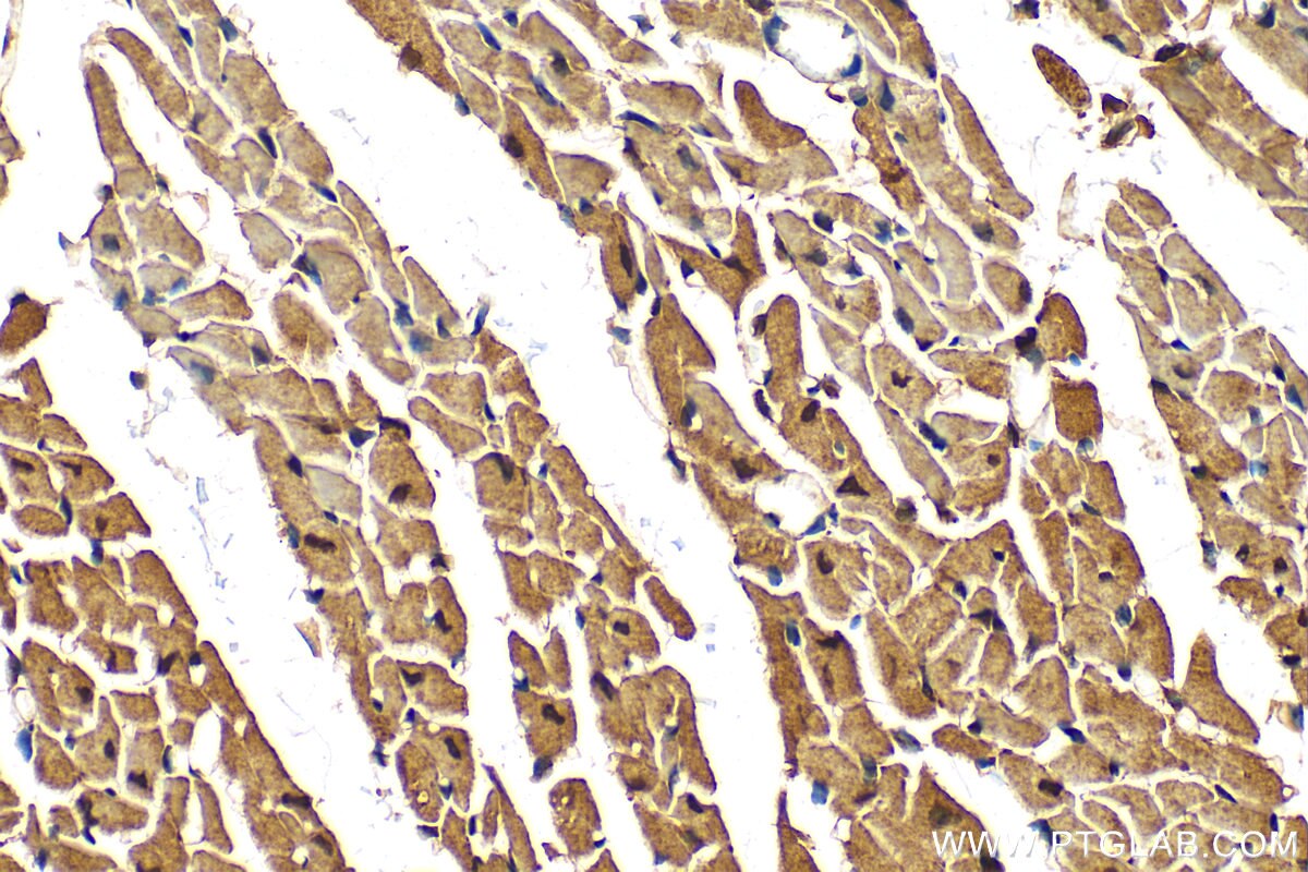 Immunohistochemistry (IHC) staining of mouse heart tissue using JMJD6 Polyclonal antibody (16476-1-AP)