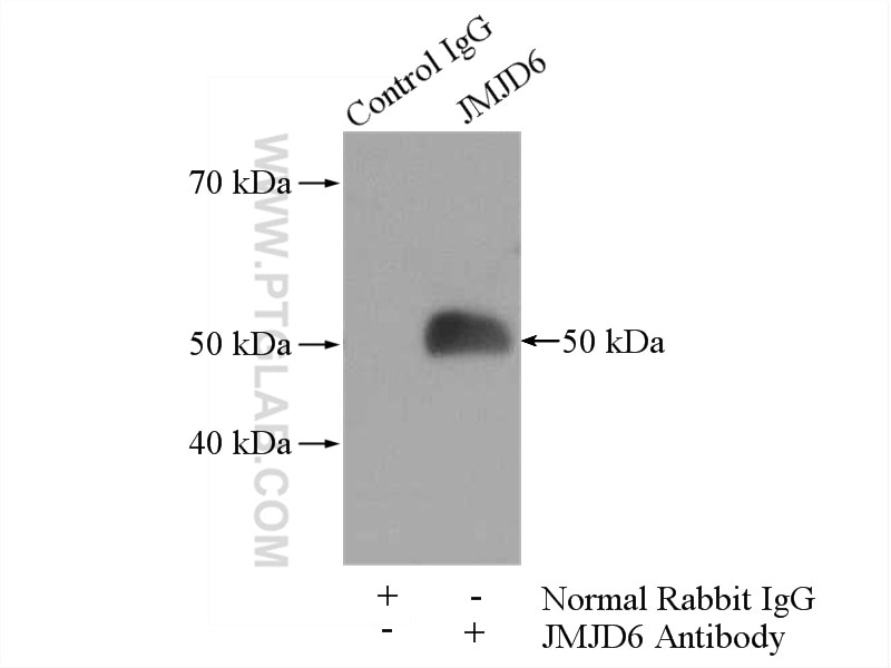 Immunoprecipitation (IP) experiment of K-562 cells using JMJD6 Polyclonal antibody (16476-1-AP)