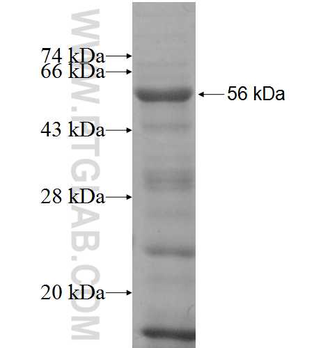 JMJD6 fusion protein Ag9590 SDS-PAGE