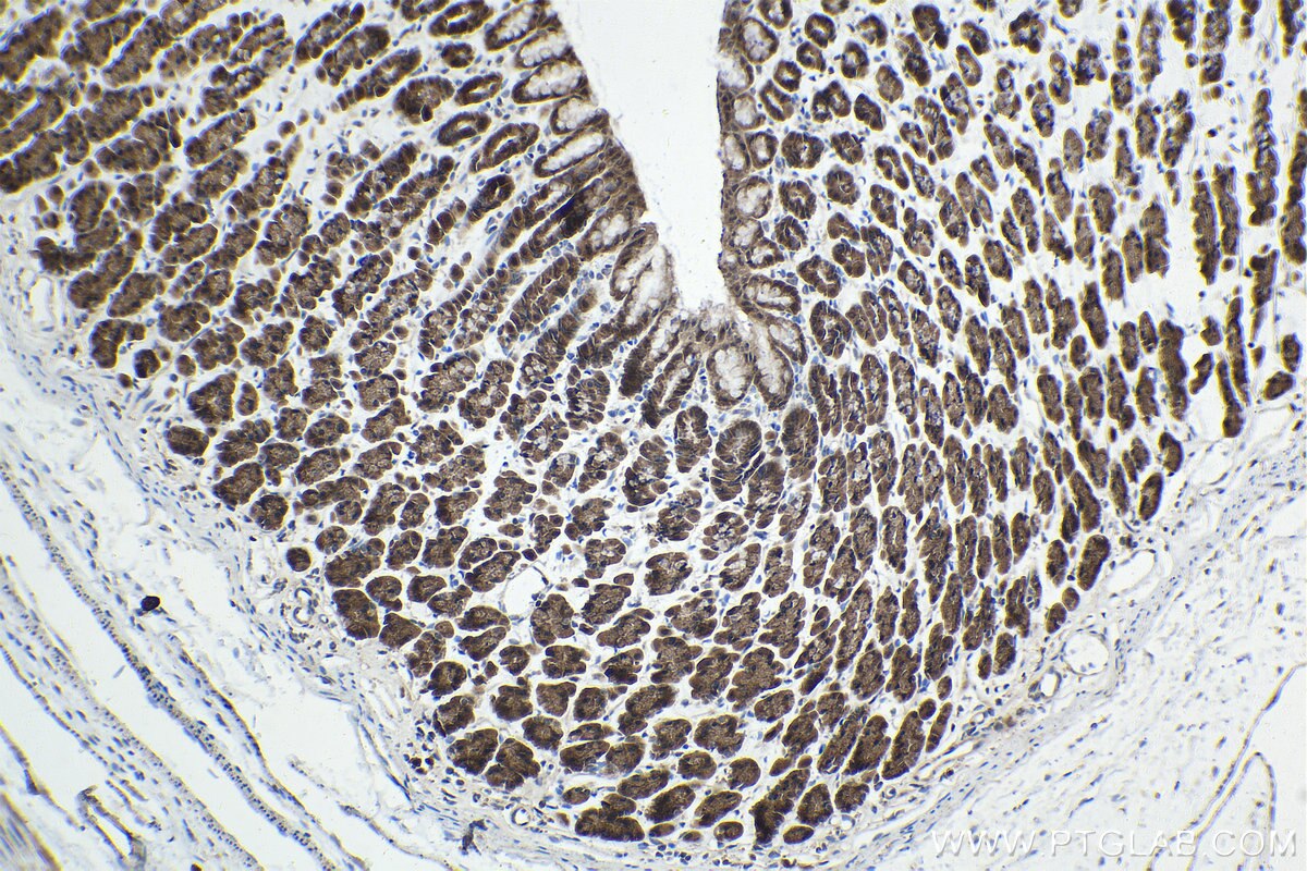 Immunohistochemistry (IHC) staining of rat stomach tissue using JMJD7 Polyclonal antibody (21168-1-AP)