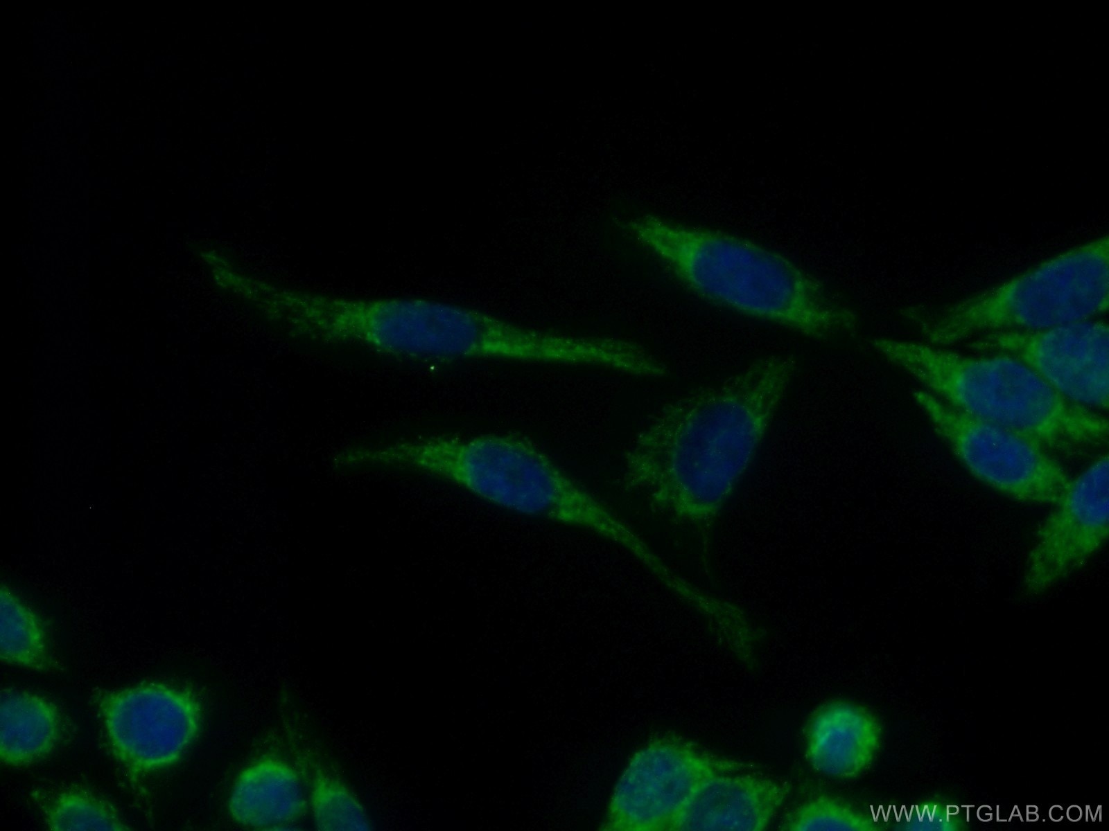 Immunofluorescence (IF) / fluorescent staining of HeLa cells using JNK Polyclonal antibody (10023-1-AP)