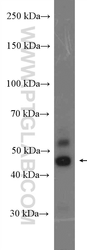 Western Blot (WB) analysis of RAW 264.7 cells using JNK Polyclonal antibody (10023-1-AP)