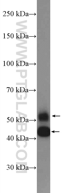 Western Blot (WB) analysis of NIH/3T3 cells using JNK Polyclonal antibody (10023-1-AP)