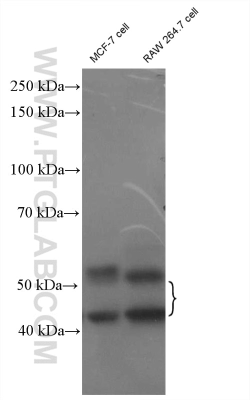 WB analysis of MCF-7 using 10023-1-AP