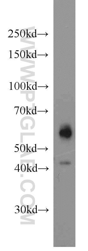 WB analysis of HEK-293 using 10023-1-AP