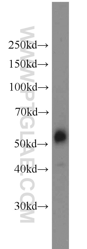 JNK Polyclonal antibody