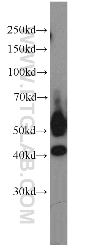 Western Blot (WB) analysis of RAW264.7 using JNK Polyclonal antibody (10023-1-AP)
