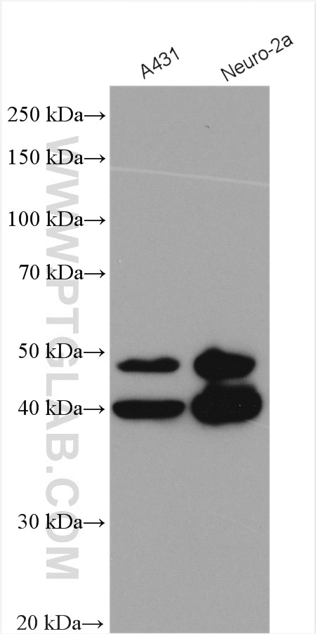 Western Blot (WB) analysis of various lysates using JNK Polyclonal antibody (24164-1-AP)