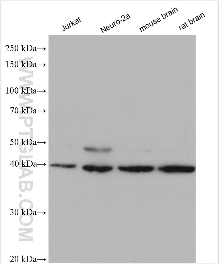 Western Blot (WB) analysis of various lysates using JNK Polyclonal antibody (24164-1-AP)