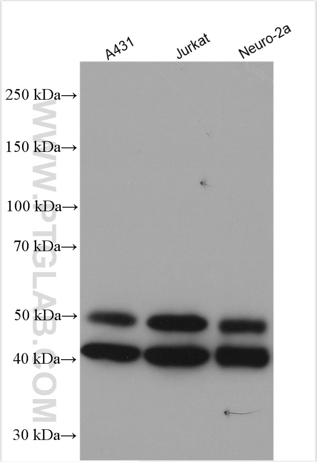 Western Blot (WB) analysis of various lysates using JNK Polyclonal antibody (24164-1-AP)