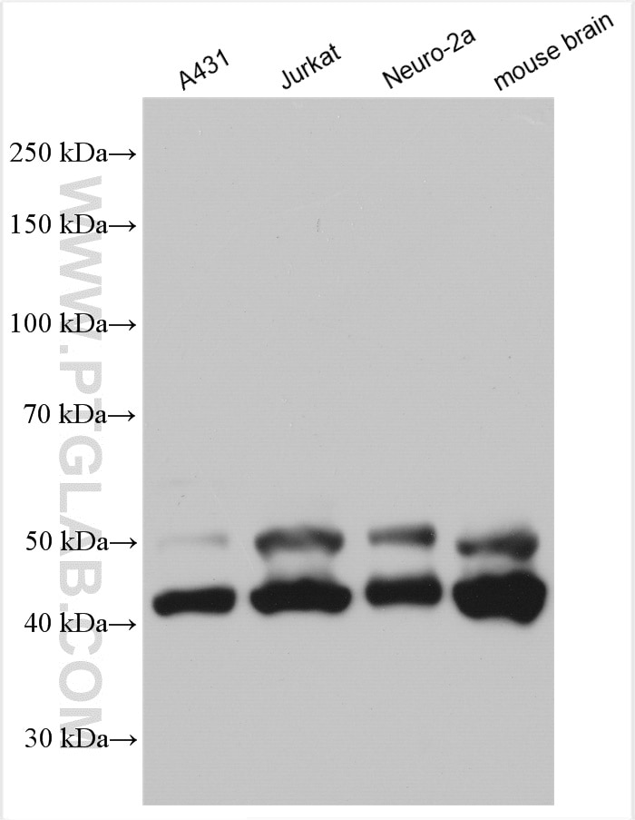 Western Blot (WB) analysis of various lysates using JNK Polyclonal antibody (24164-1-AP)