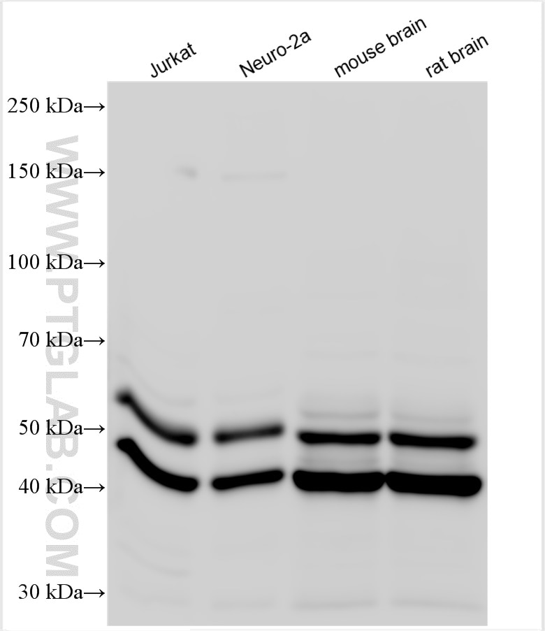 Western Blot (WB) analysis of various lysates using JNK Polyclonal antibody (24164-1-AP)