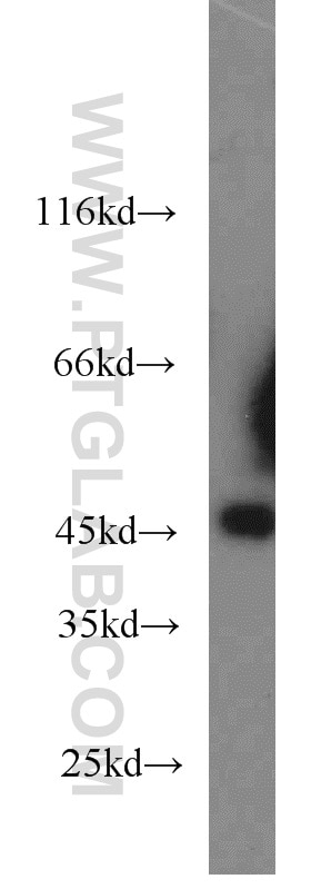 Western Blot (WB) analysis of NIH/3T3 cells using JNK Polyclonal antibody (24164-1-AP)