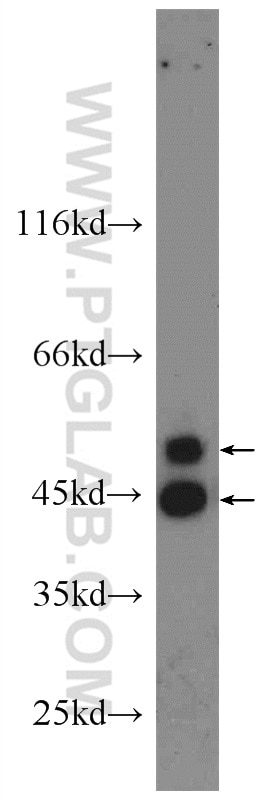 WB analysis of HEK-293 using 24164-1-AP