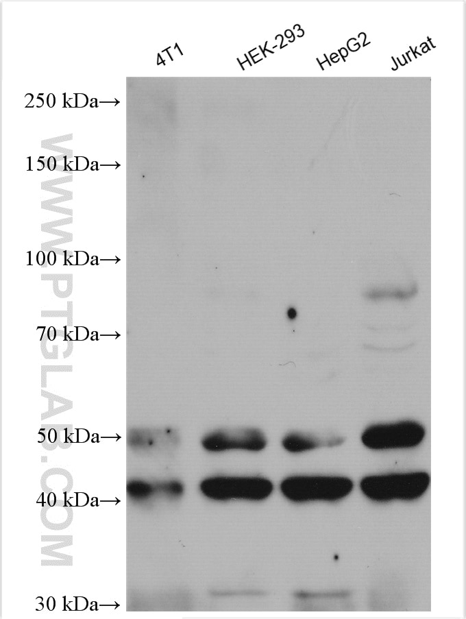 Western Blot (WB) analysis of various lysates using JNK Polyclonal antibody (51151-1-AP)