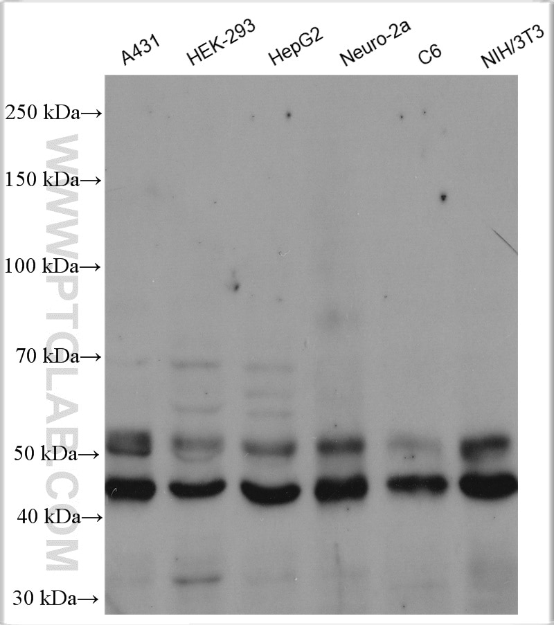 Western Blot (WB) analysis of various lysates using JNK Polyclonal antibody (51151-1-AP)