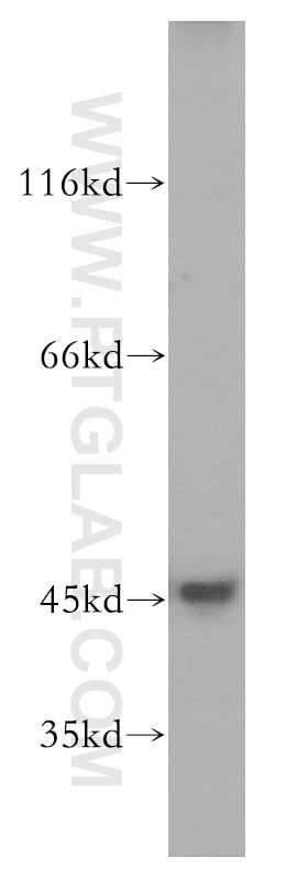 JNK Polyclonal antibody