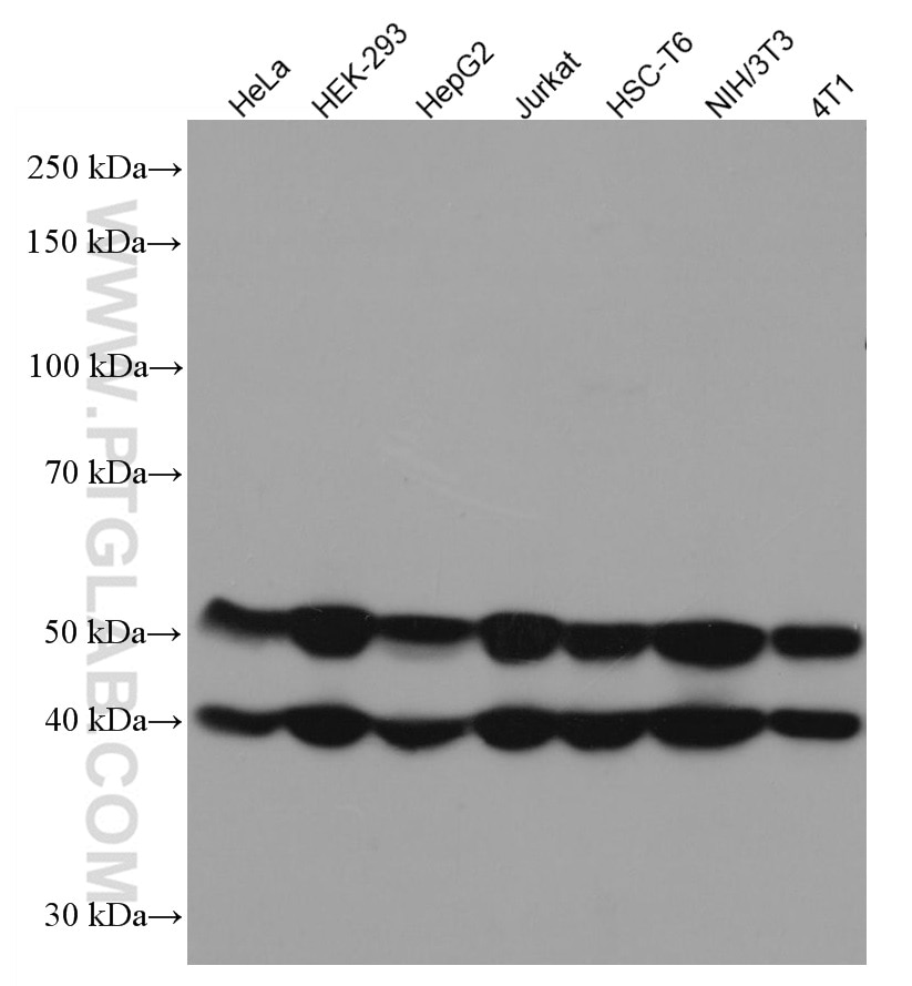 Western Blot (WB) analysis of various lysates using JNK Monoclonal antibody (66210-1-Ig)