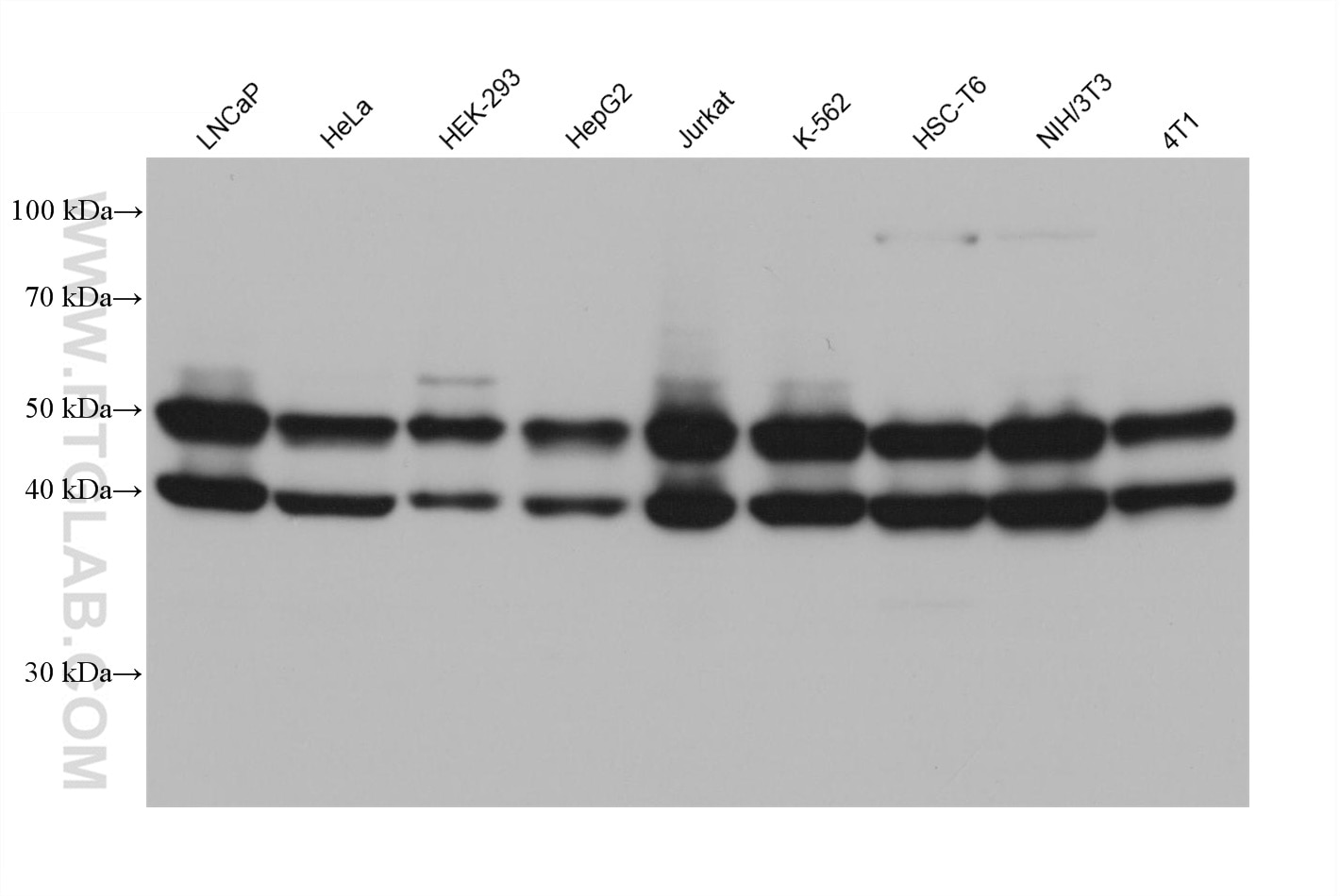 Western Blot (WB) analysis of various lysates using JNK Monoclonal antibody (66210-1-Ig)