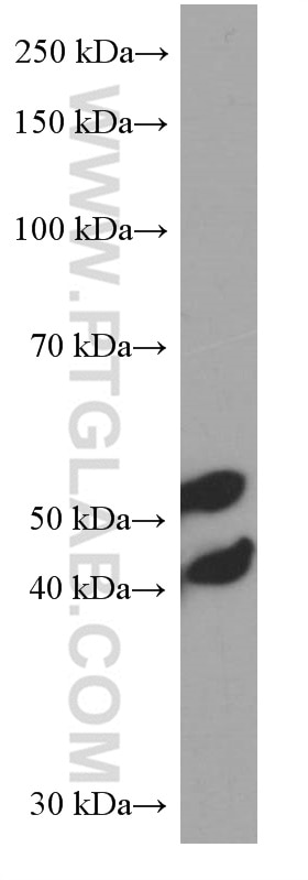 Western Blot (WB) analysis of C6 cells using JNK Monoclonal antibody (66210-1-Ig)