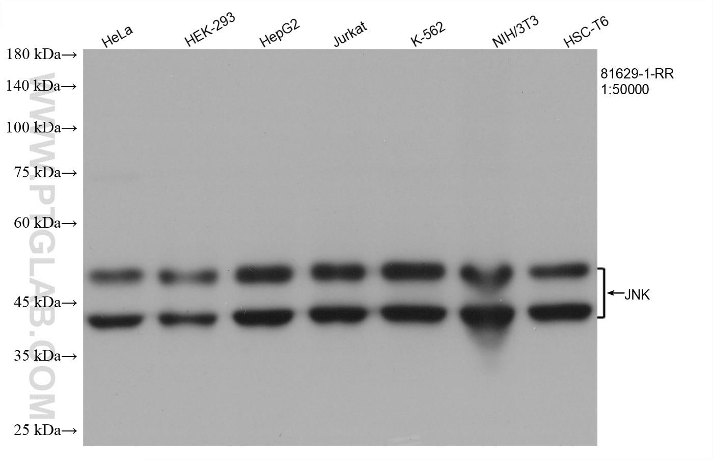 Western Blot (WB) analysis of various lysates using JNK Recombinant antibody (81629-1-RR)
