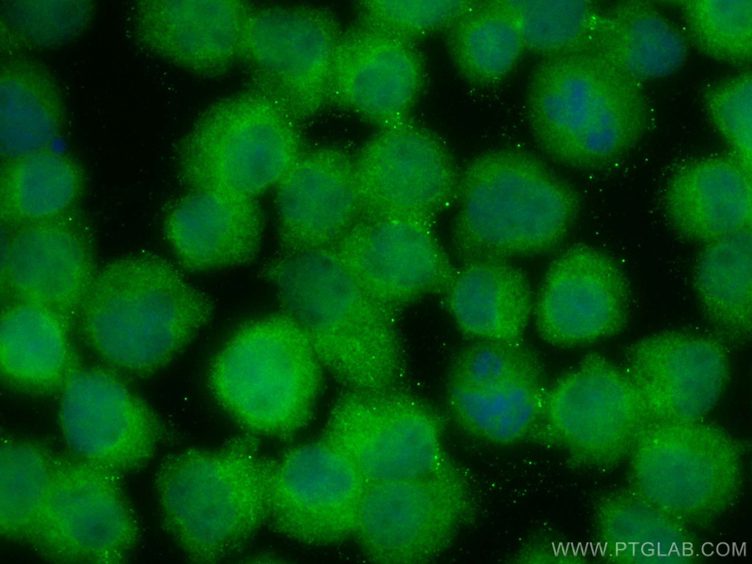 IF Staining of Jurkat using CL488-24164