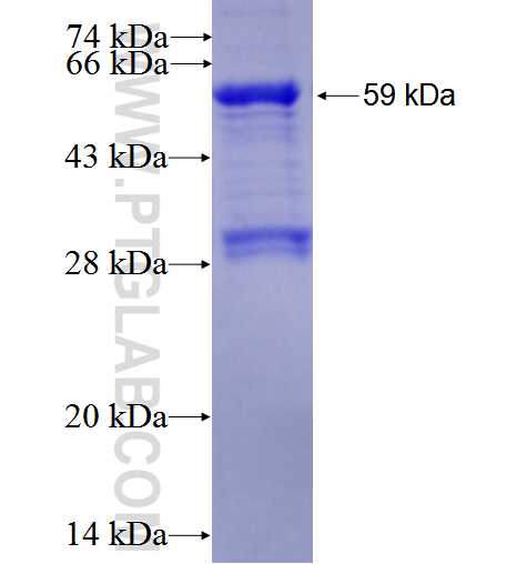 JNK fusion protein Ag0019 SDS-PAGE