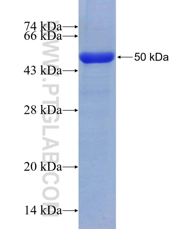 JNK fusion protein Ag21426 SDS-PAGE