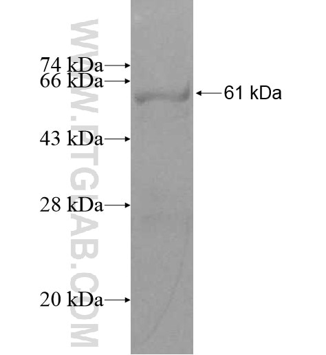 JNK2 fusion protein Ag11372 SDS-PAGE