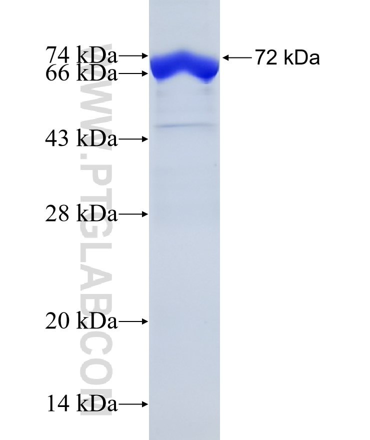 JNK2 fusion protein Ag1442 SDS-PAGE