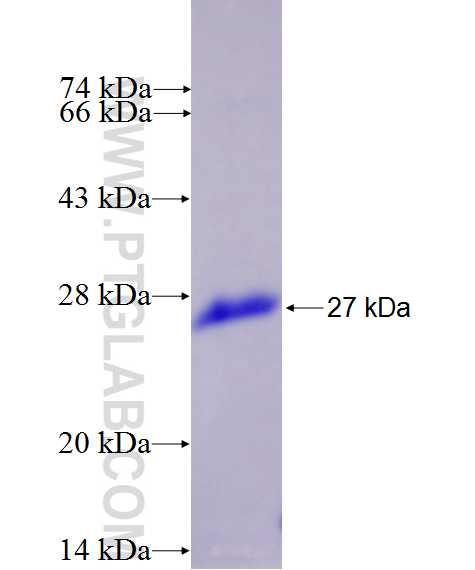 JOSD1 fusion protein Ag27101 SDS-PAGE