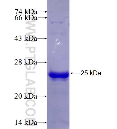 JPH1 fusion protein Ag23221 SDS-PAGE