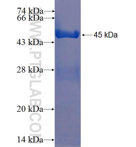 JPH1 fusion protein Ag23270 SDS-PAGE