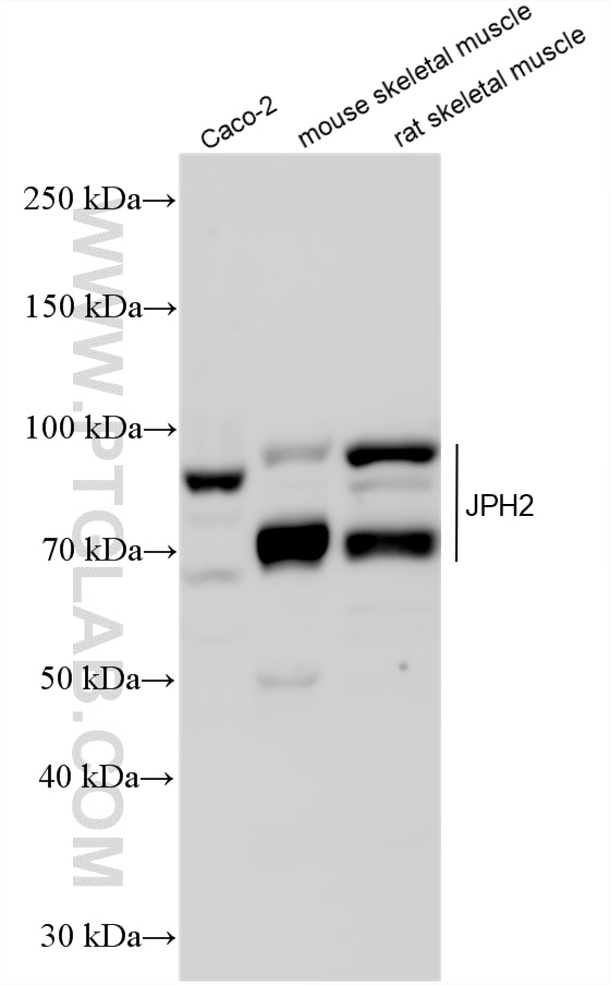 Western Blot (WB) analysis of various lysates using JPH2 Polyclonal antibody (31589-1-AP)