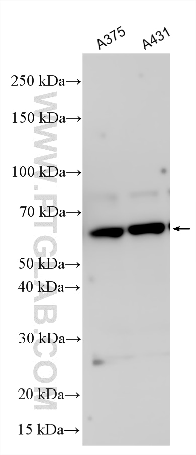 Various lysates were subjected to SDS PAGE followed by western blot with 33618-1-AP (JRKL antibody) at dilution of 1:1000 incubated at room temperature for 1.5 hours. Western Blot (WB) analysis of various lysates using JRKL Polyclonal antibody (33618-1-AP)