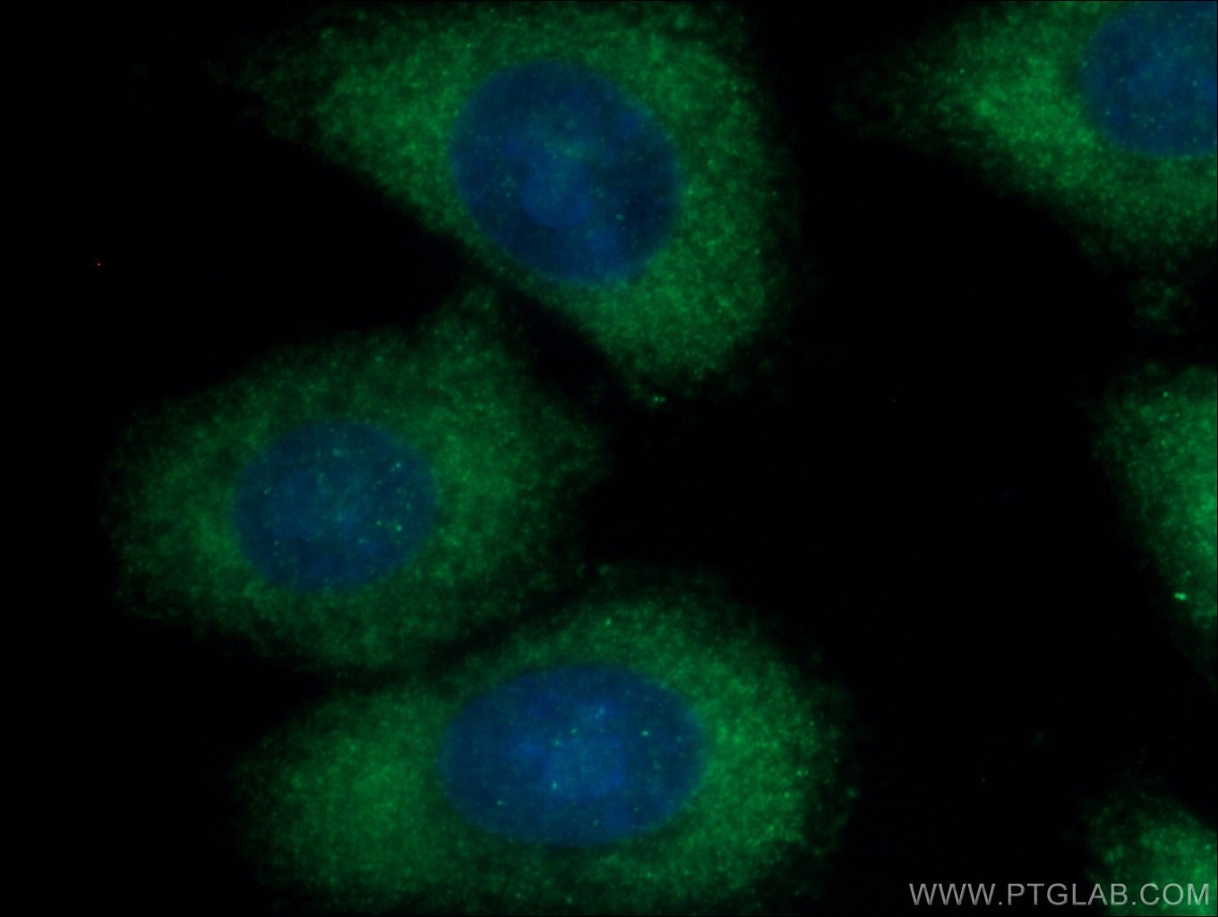 Immunofluorescence (IF) / fluorescent staining of HepG2 cells using JP45/JSRP1 Polyclonal antibody (10854-1-AP)