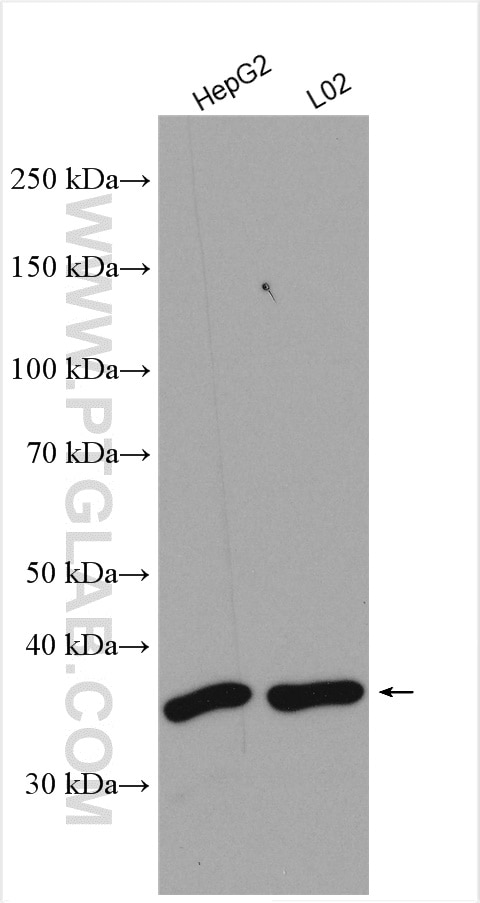 Western Blot (WB) analysis of various lysates using JTV1 Polyclonal antibody (10424-1-AP)