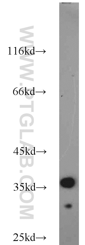 Western Blot (WB) analysis of NIH/3T3 cells using JTV1 Polyclonal antibody (10424-1-AP)