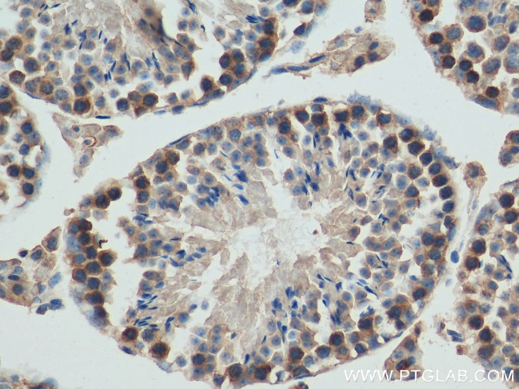 Immunohistochemistry (IHC) staining of mouse testis tissue using JTV1 Monoclonal antibody (66848-1-Ig)