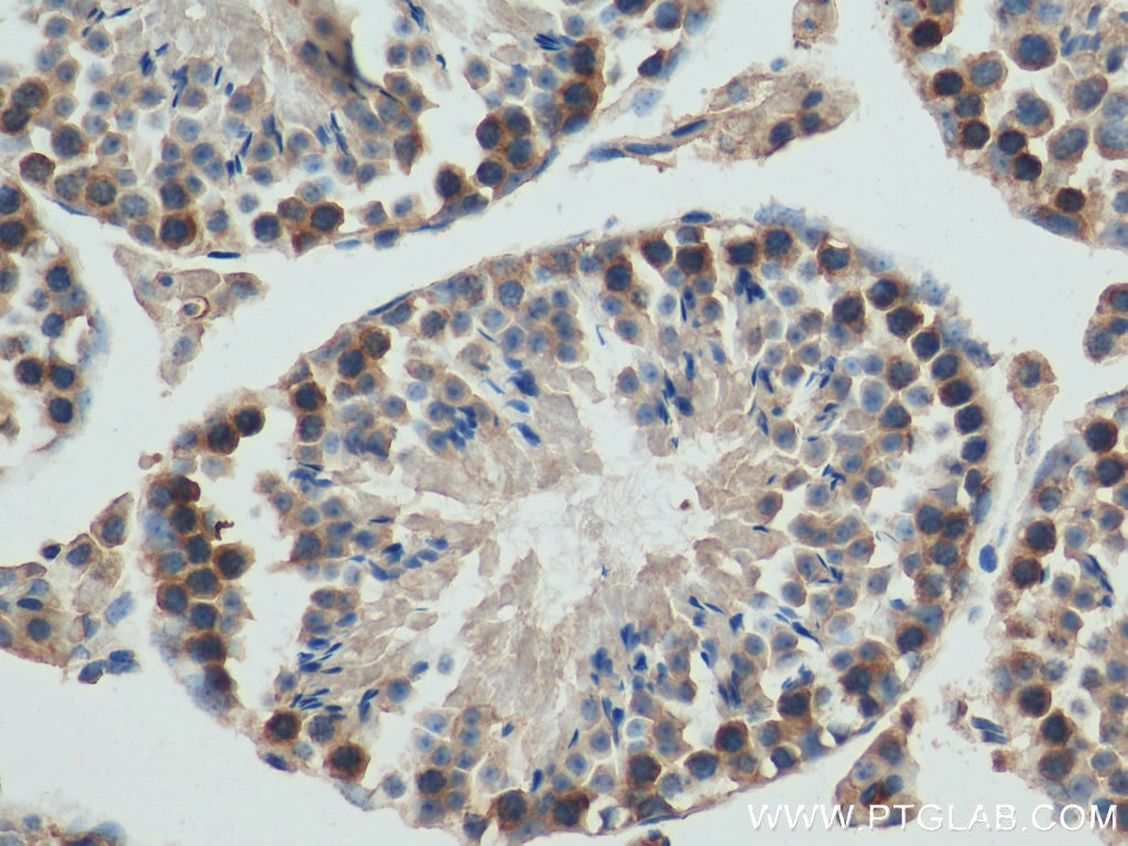 IHC staining of mouse testis using 66848-1-Ig