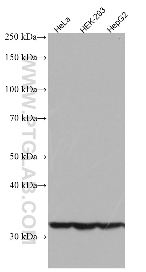 Western Blot (WB) analysis of various lysates using JTV1 Monoclonal antibody (66848-1-Ig)