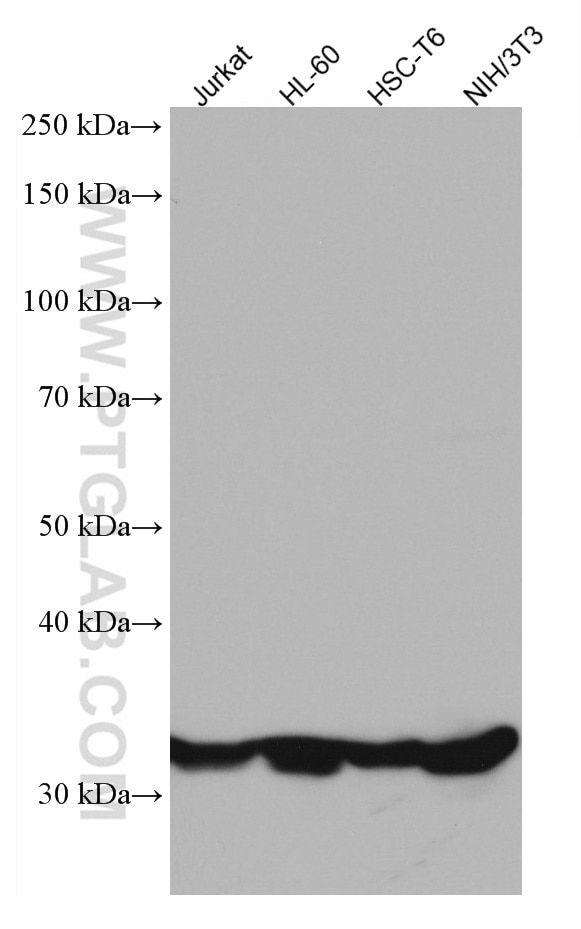 Western Blot (WB) analysis of various lysates using JTV1 Monoclonal antibody (66848-1-Ig)