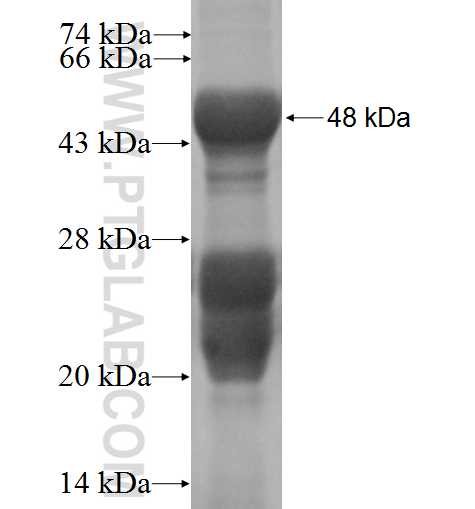 JTV1 fusion protein Ag0675 SDS-PAGE