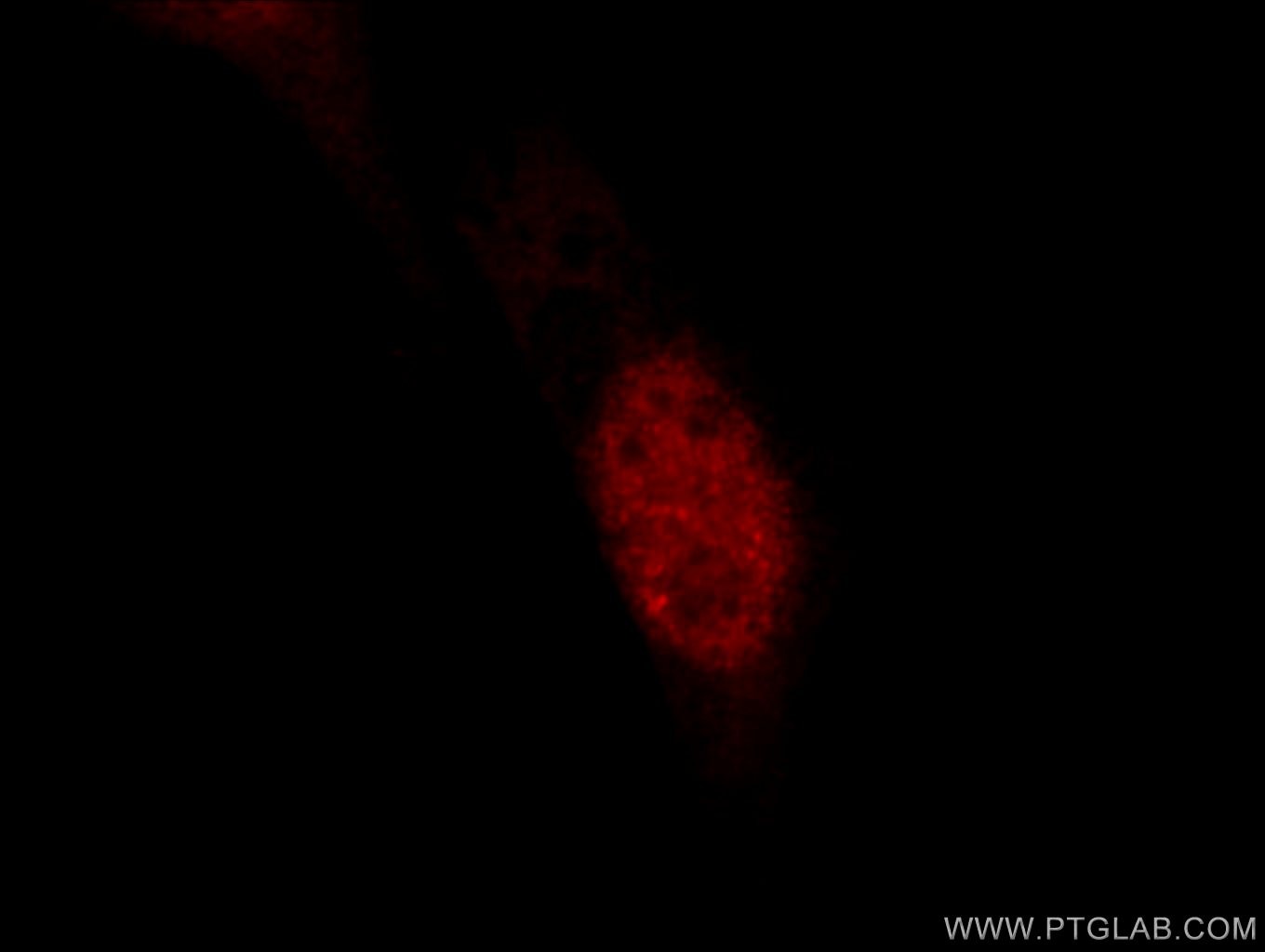 IF Staining of NIH/3T3 using 24909-1-AP