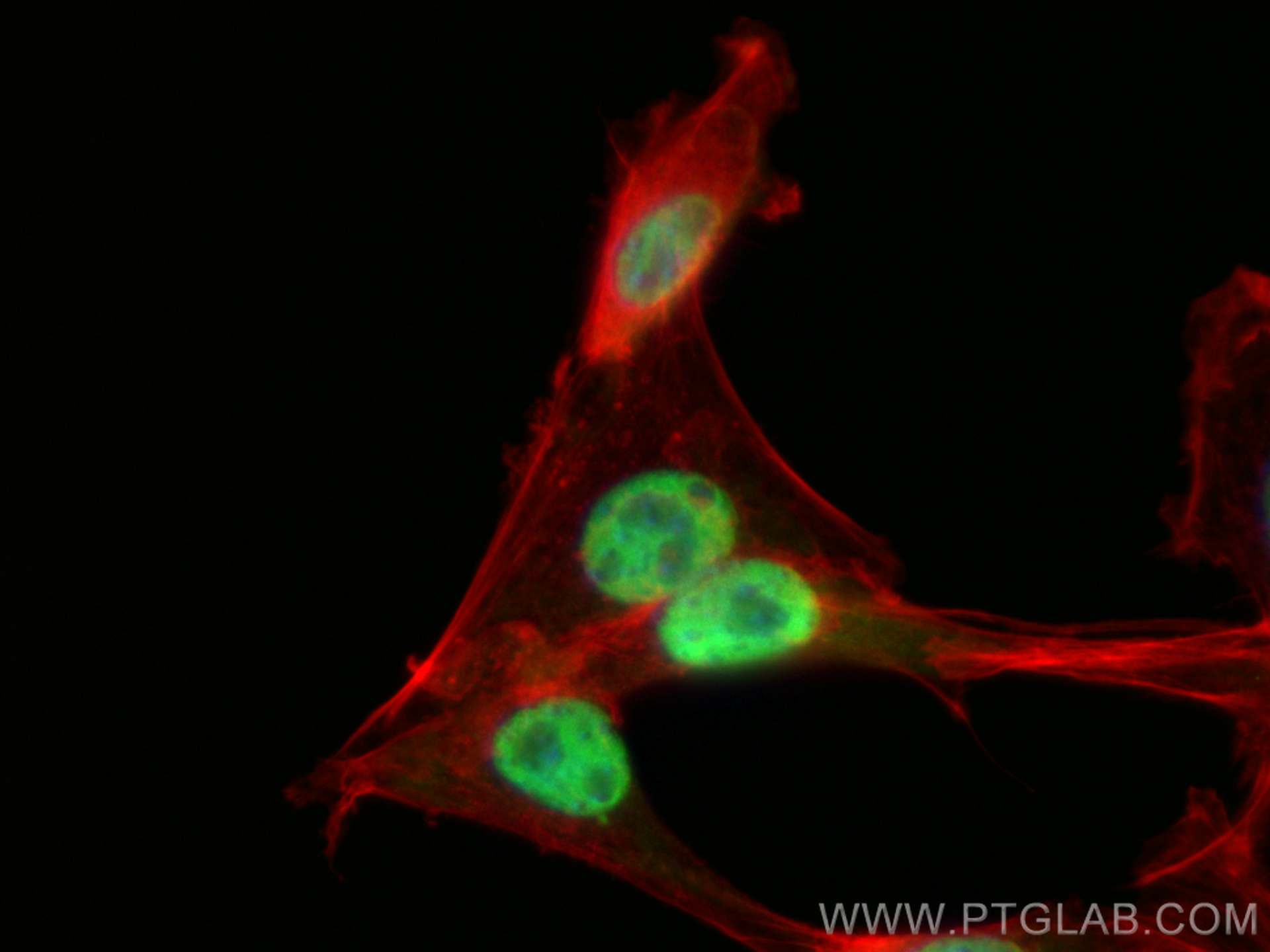 Immunofluorescence (IF) / fluorescent staining of NIH/3T3 cells using JUN Polyclonal antibody (24909-1-AP)