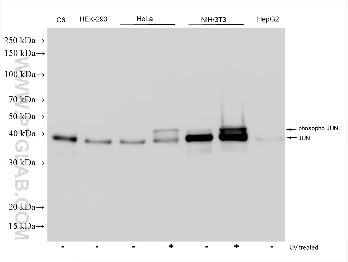 Western Blot (WB) analysis of various lysates using JUN Polyclonal antibody (24909-1-AP)