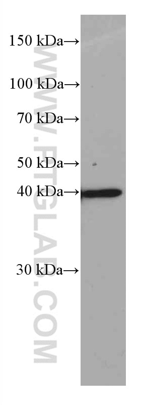 Western Blot (WB) analysis of ROS1728 cells using JUN Monoclonal antibody (66313-1-Ig)