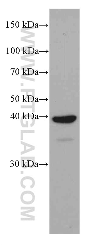 Western Blot (WB) analysis of NIH/3T3 cells using JUN Monoclonal antibody (66313-1-Ig)