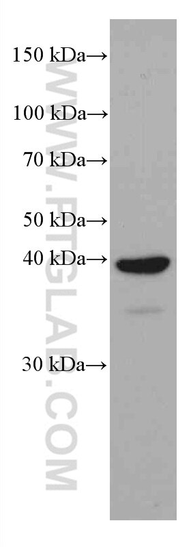 WB analysis of NIH/3T3 using 66313-1-Ig